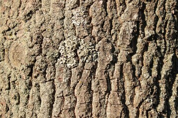 Baumrinde