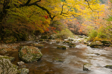Naklejka na ściany i meble Appreciate the autumn leaves of Japan