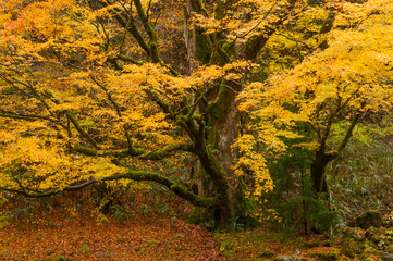 Appreciate the autumn leaves of Japan