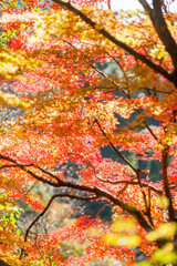 Appreciate the autumn leaves of Japan