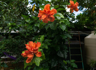 Tres flores para ti