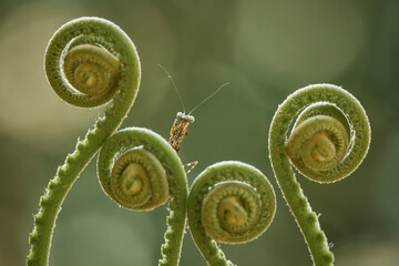 mantish on fern