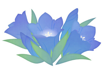 水彩風リンドウの花挿絵　9月の花