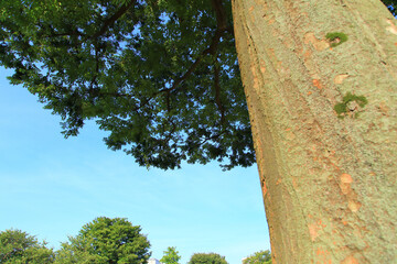 Fototapeta premium big tree in the park
