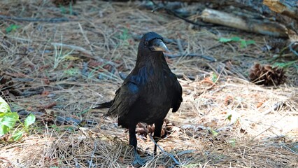 Raven on the ground