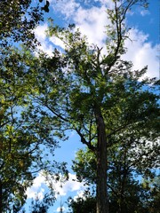 trees and sky,  landscape