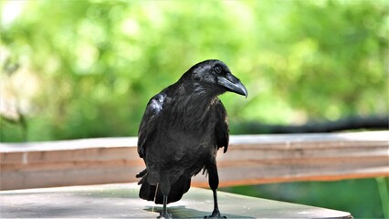 Cheeky Raven