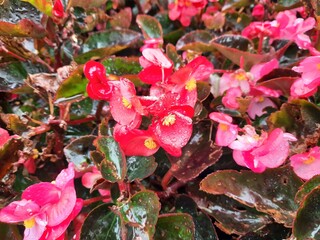 red and yellow flowers