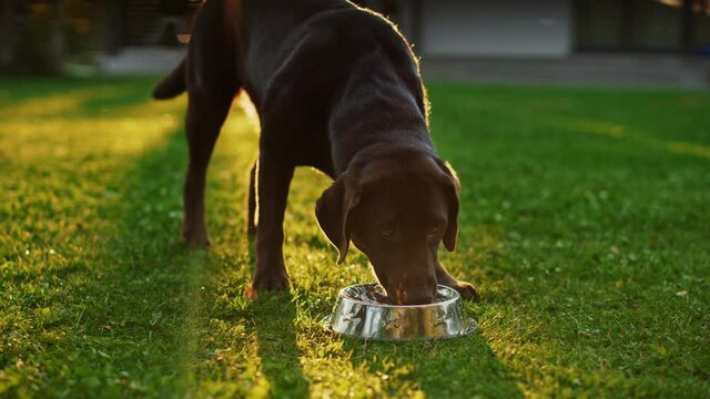 Super Cute Pedigree Brown Labrador Retriever Dog Drinks Water out of His Outdoors Bowl. Happy Little Doggy Having Fun on the Backyard. Sunny Day Outdoors