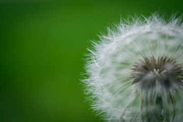 Close up of dandelion in the garden with green background