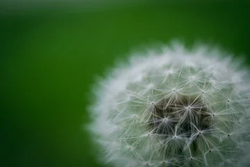 Fototapete Close up of dandelion in the garden with green background © Fabián Montaño