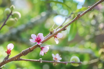 Soft focus, beautiful Wild Himalayan Cherry blossom, Prunus cerasoides in Thailand,
