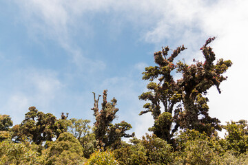 Barva volcano forest, Barva National Park, Costa Rica