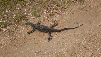 tree-dwelling lace monitor on road