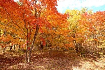 紅葉した森の紅葉
