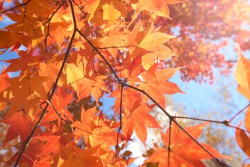 紅葉した森の紅葉