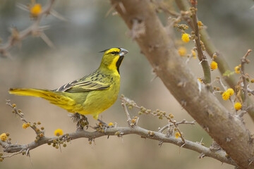 Cardenal amarillo