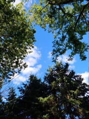 trees in the sky, nature, landscape 