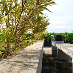 tropical flower plant in city garden
