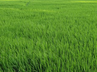 rice field in thailand