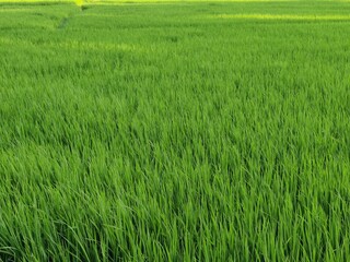 rice field in thailand
