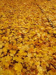 carpet of autumn yellow orange red fallen maple leaves