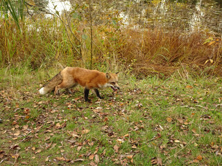 red fox with black paws and fluffy tail on a blurred background of autumn forest and lake, selective focus