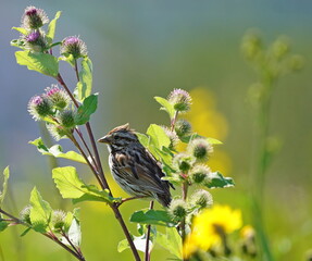 Awesome photo of a beautiful song sparrow on  a burdock plant on a soft pastel tones background