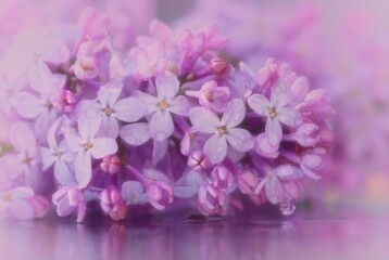 Naklejka na ściany i meble Lilac my vision Beautiful full frame lilac flowers with reflections on a mirror