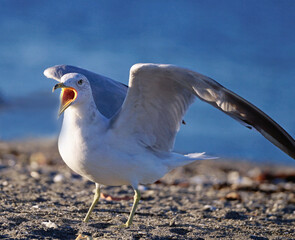 Close up of an angry  Seagull screaming having his food stolen