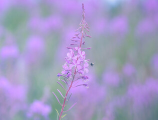 A field of pink fireweed flowers in soft pastel tones with the focus on one branch and a blurred pastel background