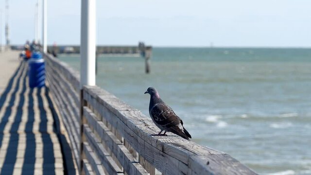 Beautiful closeup clip of a colorful Red Sheffield domestic homing pigeon, Columba livia domestica, standing and flying from a wood railing of a pier at the ocean. Hand held with shallow DOF.
