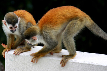 Two monkeys on white wall in Costa Rica