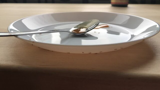 Ants crawl on a white plate