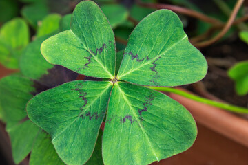 Close-up of a green clover leaf with a purple pattern. Blurry background