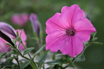 Fototapeta premium pink flower
