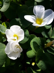 Obraz na płótnie Canvas white clover lily