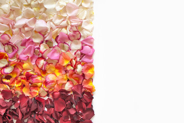 Fresh roses petals in gradient of red, orange, pink and white colors on white background.