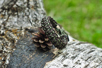 Woven khaki paracord bracelet in the forest with a fir cone