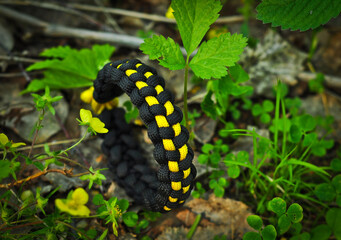 Braided paracord bracelet with black and yellow in the forest grass horizontally