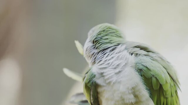 Green and gray parakeet biting its feathers. Monk parakeet at a Florida zoo. Native bird of South America. Quaker parrot.

