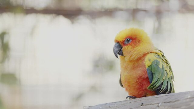 Bright orange, yellow, and green bird. Sun conure parrot. Beautiful parrot/macaw with colorful colors sitting on a branch at the zoo. 