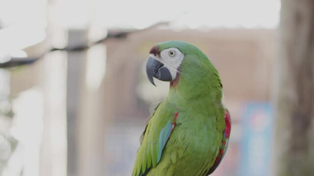 Green, red and blue parrot close up. Beautiful macaw bird with blue on the wing and red underwing.