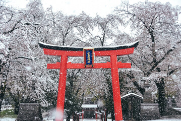 神社の桜（雪）