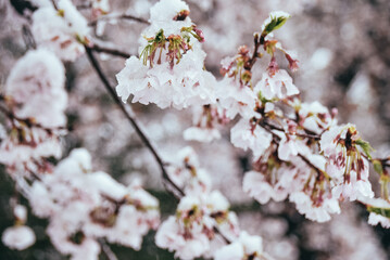 雪を被った桜