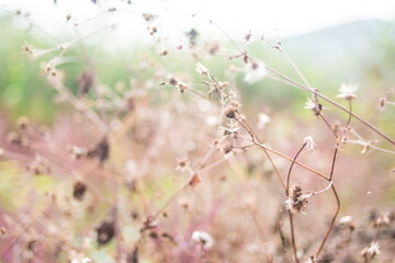 Dream of dandelion 