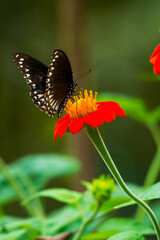 Obraz premium Common Mime butterfly