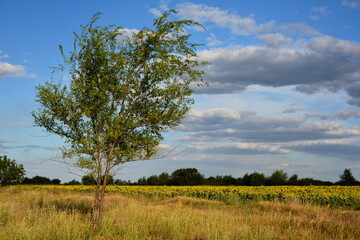 A small tree standing alone in the steppe.