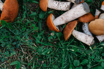 mushrooms lie on the green grass. the view from the top