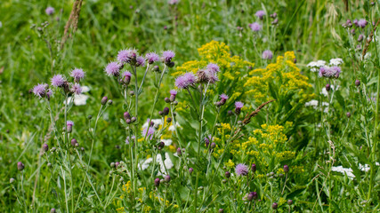 Obraz premium Purple Wildflowers on the Baldy Mountain Hiking Trail in Duck Mountain Provincial Park, Manitoba, Canada